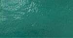 Cattedrale VCP/1011 - Verde Scuro / Dark Green 164x64CM spes.3MM