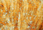 YOUGHIOGHENY 1002 HS PG 1 pallido ambra bianco Dimensioni 62 x 90 cm = 0.56 qm Cassa = 45 Lastre = 25,2 qm