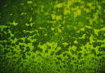 YOUGHIOGHENY 4004 HS PG 1 smeraldo verde Dimensioni 62 x 90 cm = 0.56 qm Cassa = 45 Lastre = 25,2 qm