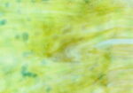 YOUGHIOGHENY 1025 RG PG 3 ambra argento giallo bianco Dimensioni 62 x 90 cm = 0.56 qm Cassa = 45 Lastre = 25,2 qm