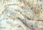 YOUGHIOGHENY 1313 Rip PG3**25 marrone bianco Rip Dimensioni 62 x 90 cm = 0.56 qm Cassa = 45 Lastre = 25,2 qm