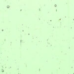 KOKOMO 669 PG 1 pallido verde trasparente Dimensioni 81 x 81 cm = 0.65 qm Cassa = 36 Lastre = 23.40 qm