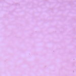 WISSMACH 418 EnglishMu.PG E1 cattedrale lilla (4905) EM Dimensioni 82 x107cm = 0.87 qm Cassa =25/45 Lastre = ~22qm/39qm
