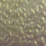 WISSMACH 555 EnglishMu.PG E2 cattedrale grigio (4911) EM Dimensioni 82 x107cm = 0.87 qm Cassa =25/45 Lastre = ~22qm/39qm
