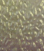 WISSMACH 555 EnglishMu.PG E2 cattedrale grigio (4911) EM Dimensioni 82 x107cm = 0.87 qm Cassa =25/45 Lastre = ~22qm/39qm