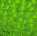 WISSMACH 1146 Flor PG 1 cattedrale prato verde FL Dimensioni 82 x107cm = 0.87 qm Cassa =25/45 Lastre = ~22qm/39qm