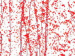 BULLSEYE 4224-00F PG 4F trasparente, F rosso S rosso F Dimensioni 51 x 90 cm = 0.46 qm Cassa = 66 Lastre = ~29,7qm