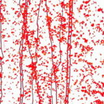 BULLSEYE 4224-00F PG 4F trasparente, F rosso S rosso F Dimensioni 51 x 90 cm = 0.46 qm Cassa = 66 Lastre = ~29,7qm