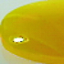 Muggel _ 6mm Giallo opale