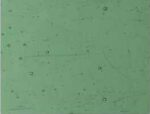 Cattedrale VCC/150-A Verde prato 120x80CM